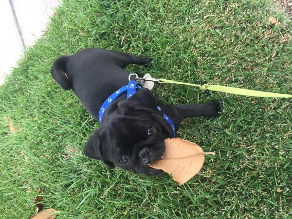 /Images/uploads/PUG NATION RESCUE OF LOS ANGELES/pugnationcalendar/entries/2429thumb.jpg